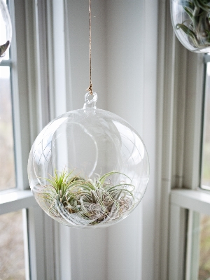 Plant string round window Photo