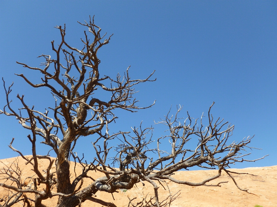 Landscape tree outdoor sand