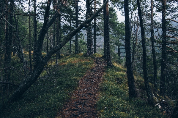 Baum natur wald weg Foto