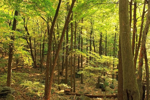 Tree nature forest wilderness Photo