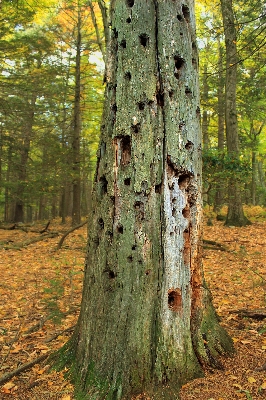 Tree nature forest branch Photo