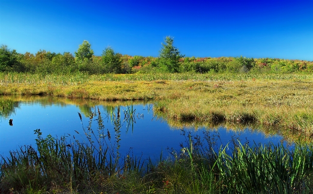 Landscape tree nature forest Photo