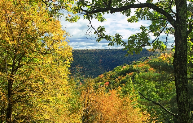 Landscape tree nature forest Photo