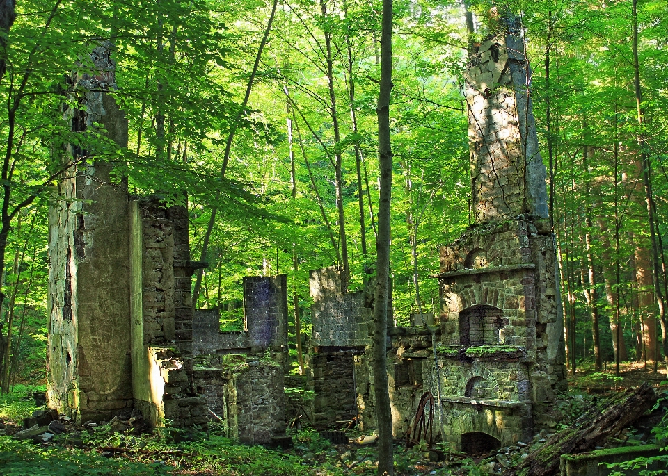 Tree forest hiking house