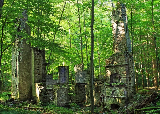 Tree forest hiking house Photo