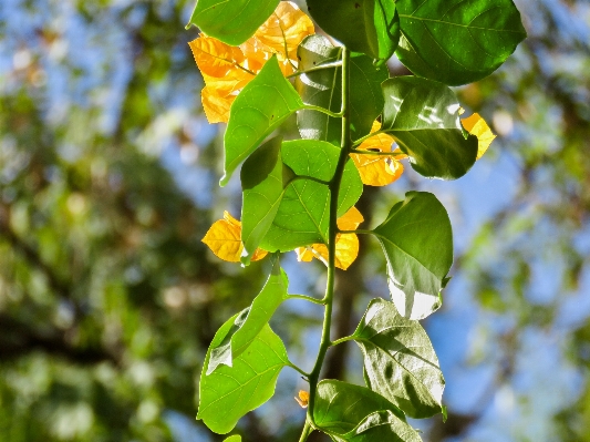 Tree nature outdoor branch Photo