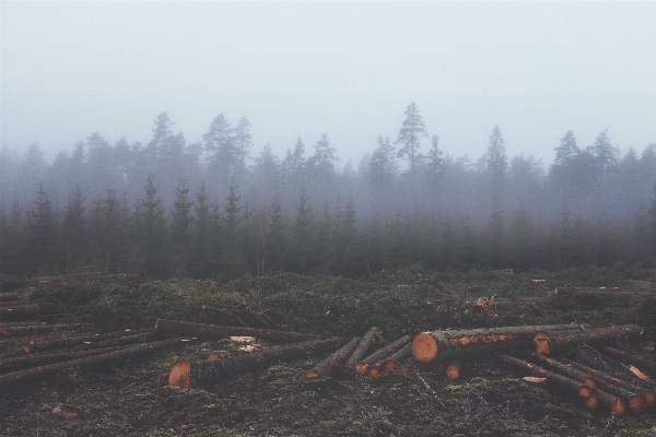 Tree forest wilderness mountain Photo