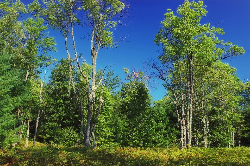 Tree nature forest wilderness