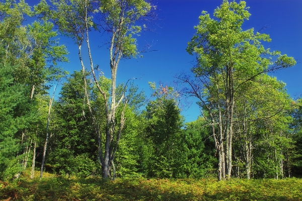 Foto Albero natura foresta selvaggia
