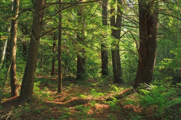 Baum natur wald wildnis
 Foto