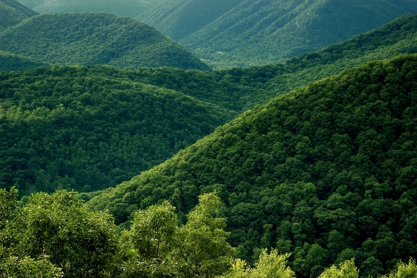 Foto Paesaggio albero natura foresta