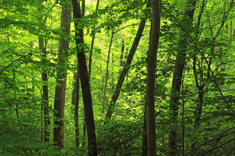 árvore natureza floresta filial