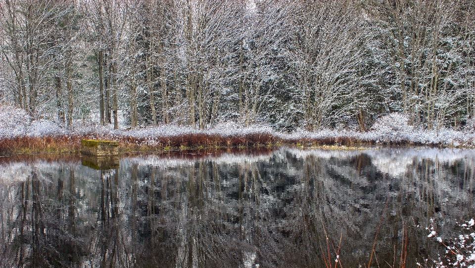 Tree water nature forest