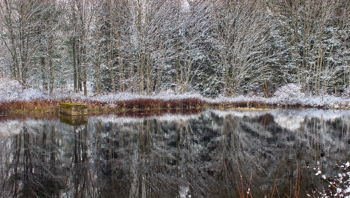 Tree water nature forest Photo