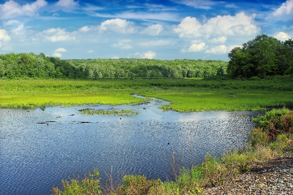 Landscape tree water nature