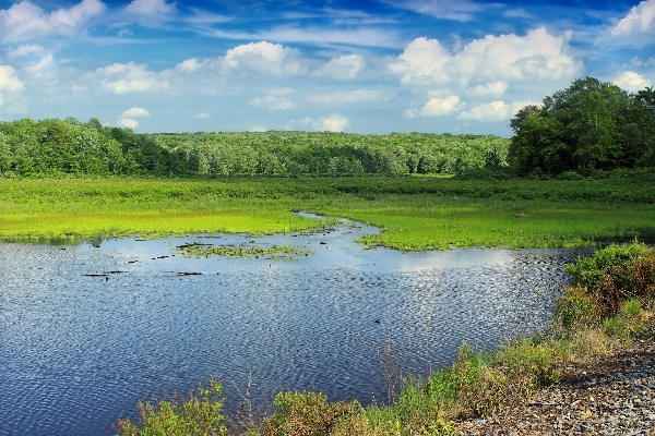 Landscape tree water nature Photo