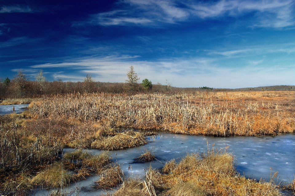 Krajobraz drzewo natura trawa