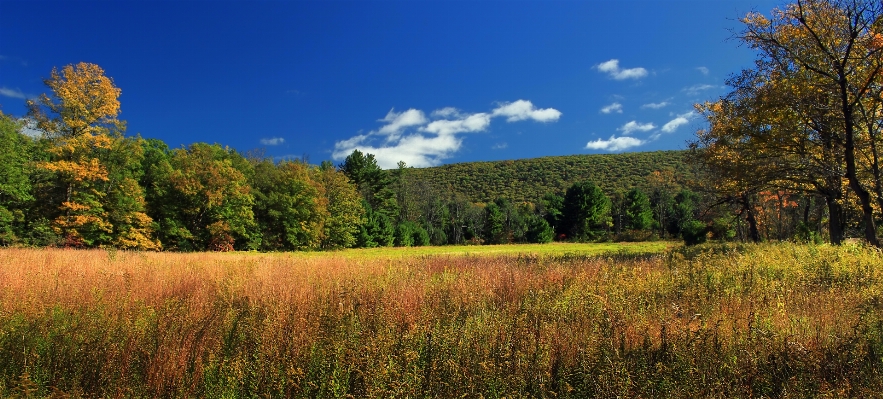 Landscape tree nature forest Photo