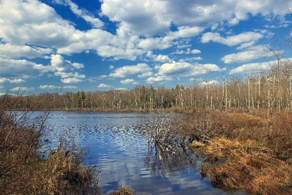 Landscape tree water nature Photo