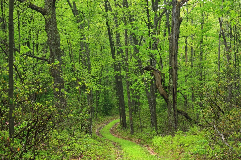 Drzewo natura las ścieżka