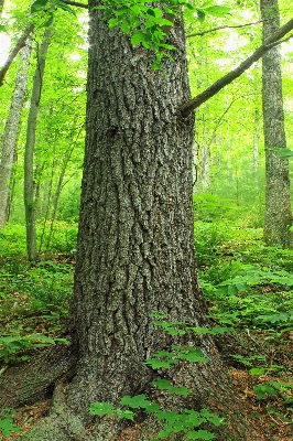 Tree nature forest branch Photo