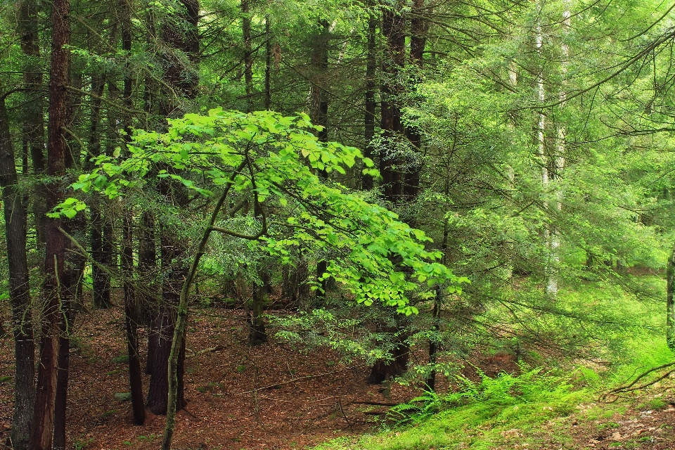 árvore natureza floresta região selvagem
