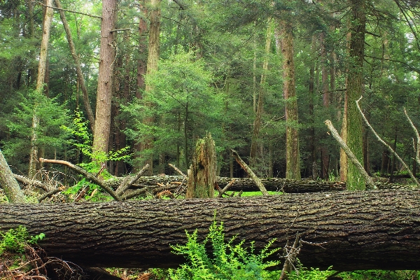 Tree nature forest swamp Photo