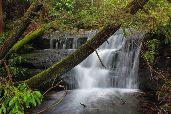 Ağaç su doğa orman Fotoğraf