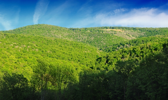 Landscape tree nature forest Photo