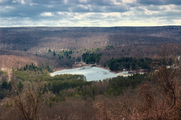 Landscape tree nature forest Photo