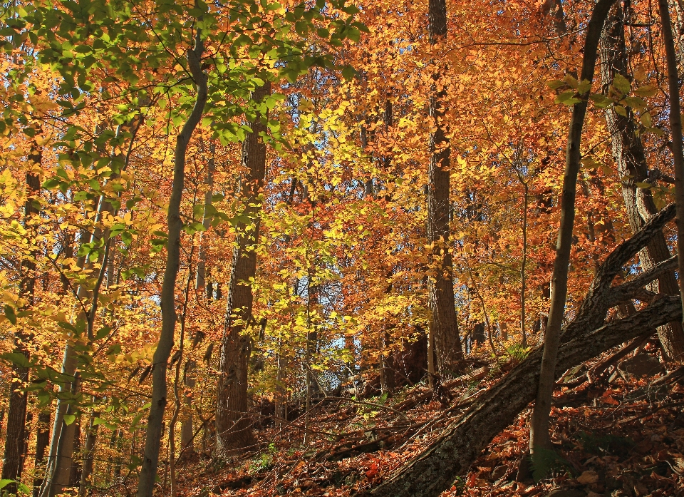 Albero natura foresta ramo