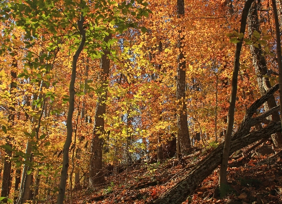 Tree nature forest branch Photo