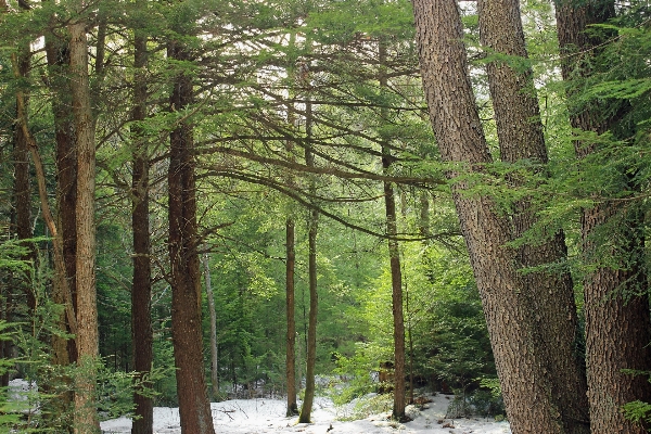 Tree nature forest wilderness Photo