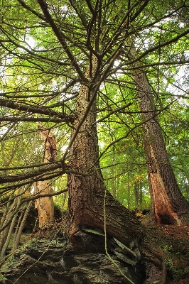 Tree nature forest branch Photo