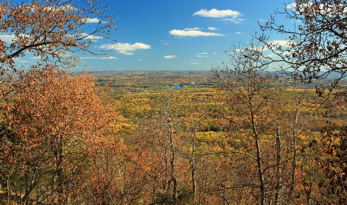 Landscape tree nature forest Photo