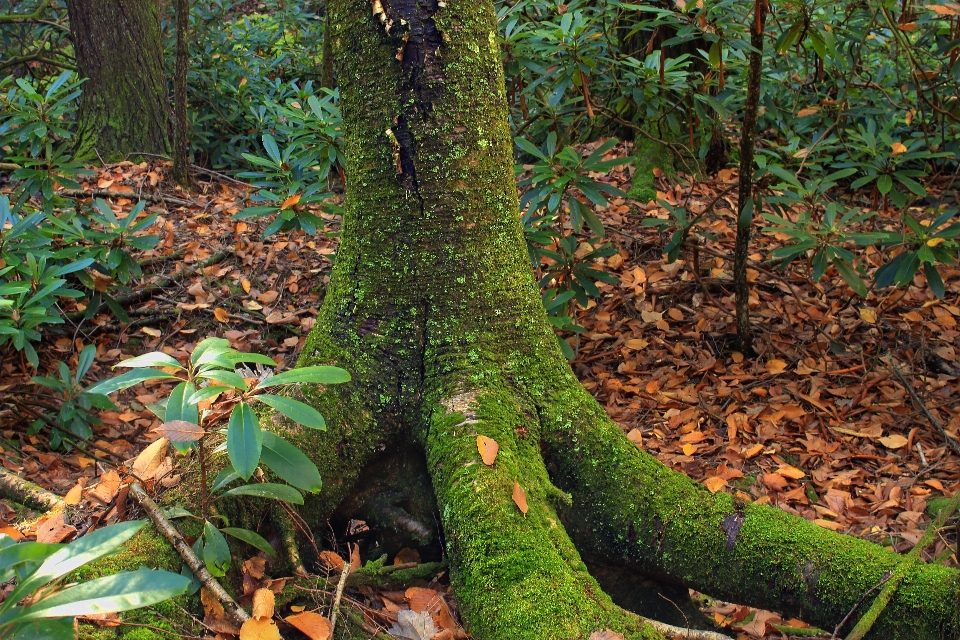 árbol naturaleza bosque desierto
