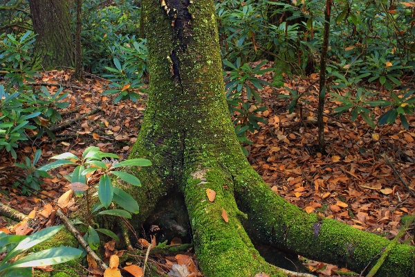 Tree nature forest wilderness Photo