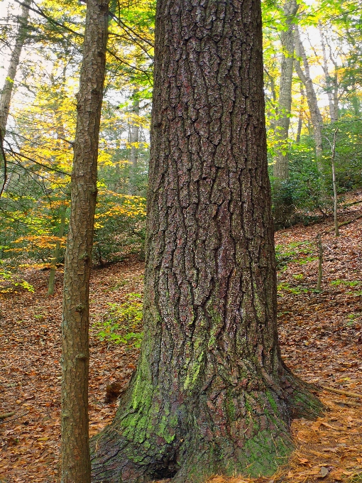 Albero natura foresta ramo