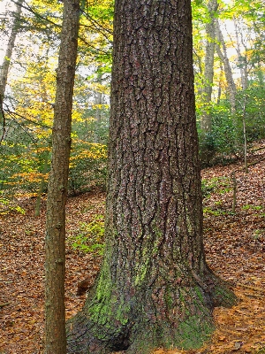 Tree nature forest branch Photo