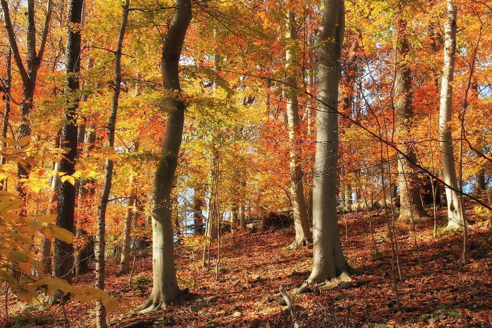 Tree nature forest branch