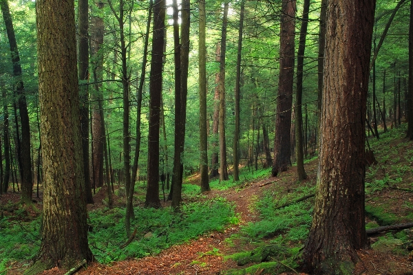 Tree nature forest path Photo