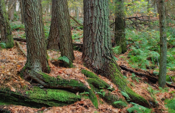 Baum natur wald wildnis
 Foto