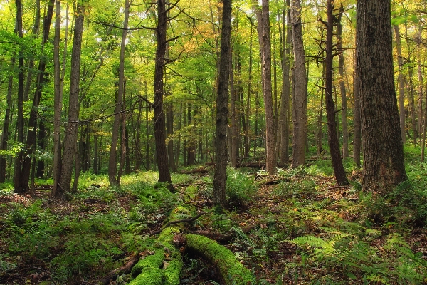 Tree nature forest wilderness Photo