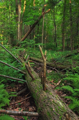 Tree nature forest swamp Photo