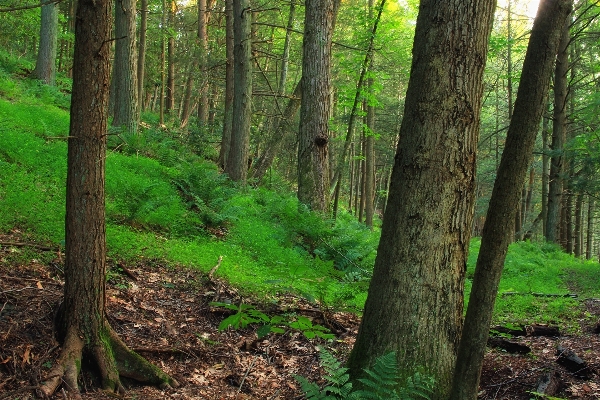 Tree nature forest wilderness Photo