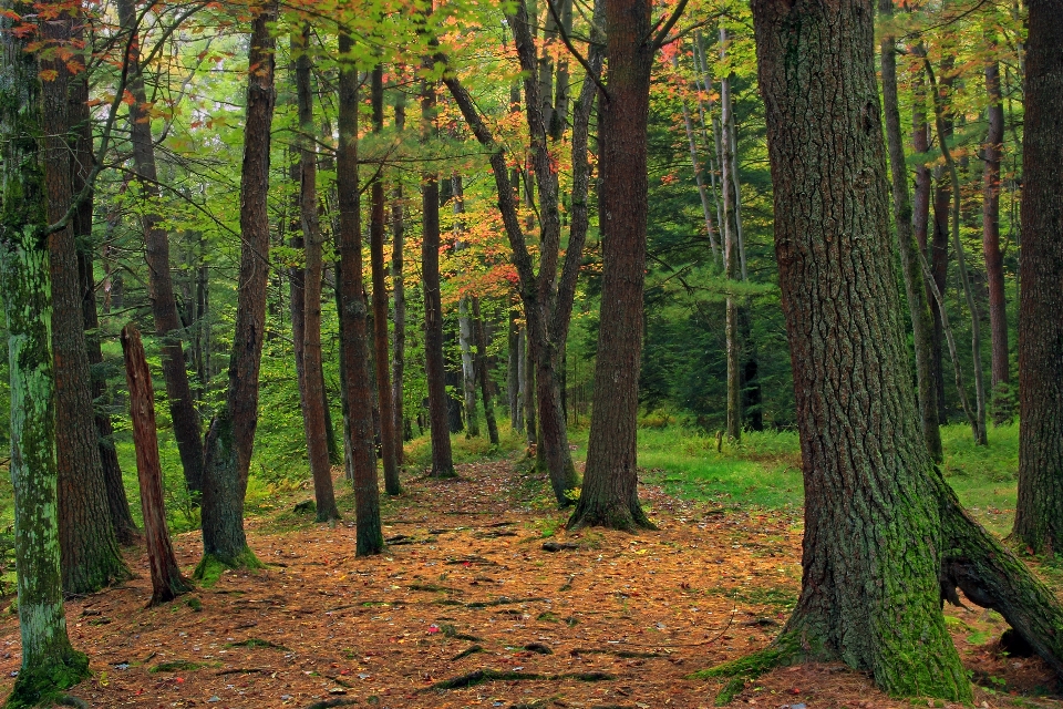 树 自然 森林 荒野