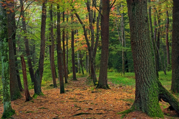 Tree nature forest wilderness Photo