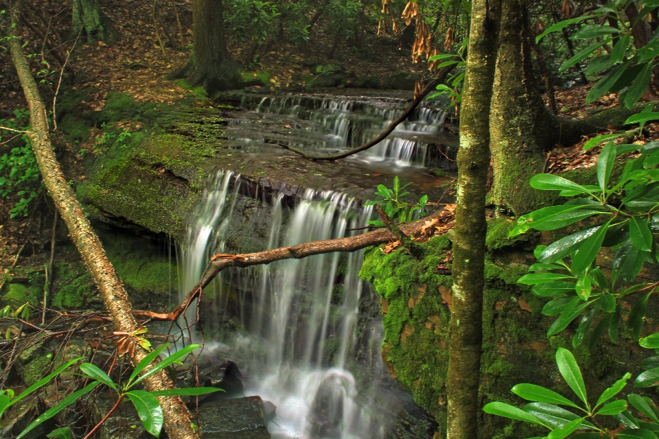 árvore água natureza floresta