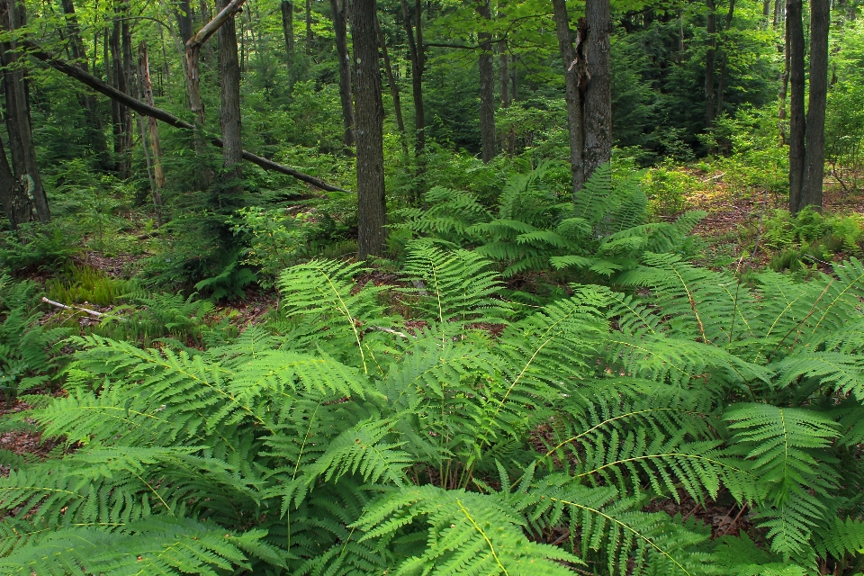 Baum natur wald anlage