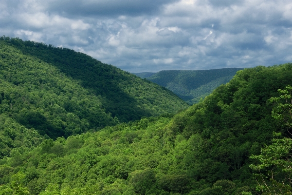 Landscape tree nature forest Photo